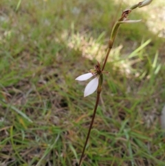 Eriochilus cucullatus at Capertee, NSW - suppressed