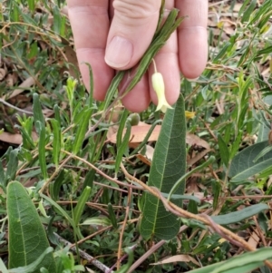 Billardiera scandens at Capertee, NSW - 12 Mar 2022 10:53 AM