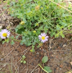 Calotis cuneifolia (Purple Burr-daisy) at Capertee, NSW - 12 Mar 2022 by LyndalT