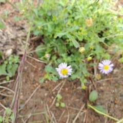 Calotis cuneifolia at Capertee, NSW - 12 Mar 2022 11:11 AM