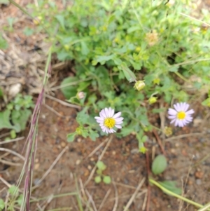 Calotis cuneifolia at Capertee, NSW - 12 Mar 2022