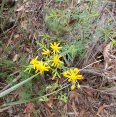 Senecio sp. (A Fireweed) at Capertee, NSW - 12 Mar 2022 by LyndalT