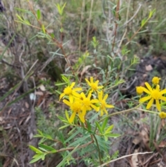 Senecio sp. at Capertee, NSW - 12 Mar 2022