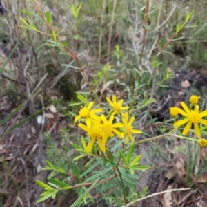 Senecio sp. at Capertee, NSW - 12 Mar 2022 10:51 AM