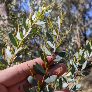 Acacia buxifolia subsp. buxifolia at Gelston Park, NSW - 13 Apr 2022 11:52 AM