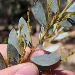 Acacia buxifolia subsp. buxifolia at Gelston Park, NSW - 13 Apr 2022 11:52 AM