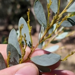Acacia buxifolia subsp. buxifolia at Gelston Park, NSW - 13 Apr 2022