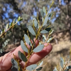 Acacia buxifolia subsp. buxifolia at Gelston Park, NSW - 13 Apr 2022