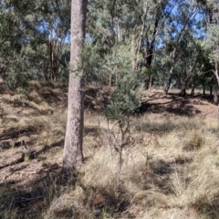 Acacia buxifolia subsp. buxifolia at Gelston Park, NSW - 13 Apr 2022 11:52 AM