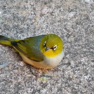 Zosterops lateralis at Isaacs, ACT - 13 Apr 2022