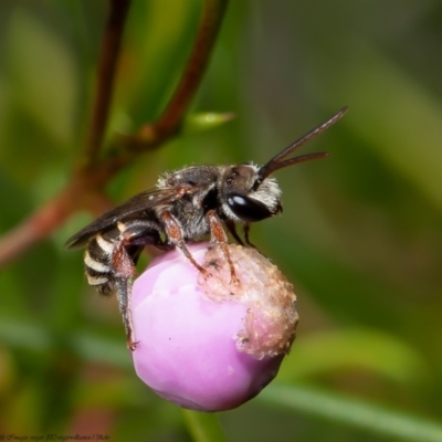 Lipotriches (Austronomia) phanerura (Halictid Bee) at Acton, ACT - 13 Apr 2022 by Roger