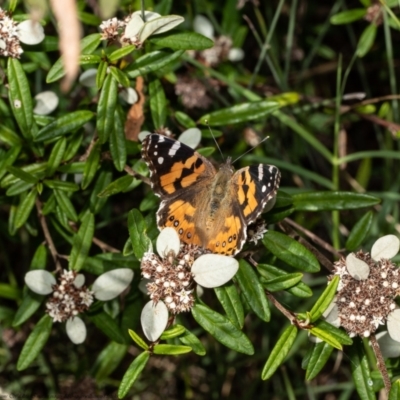 Vanessa kershawi (Australian Painted Lady) at ANBG - 13 Apr 2022 by Roger