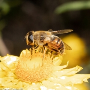 Eristalis tenax at Acton, ACT - 13 Apr 2022