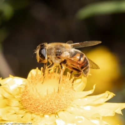Eristalis tenax (Drone fly) at Acton, ACT - 13 Apr 2022 by Roger