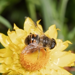 Eristalis tenax at Acton, ACT - 13 Apr 2022 11:49 AM