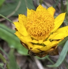 Xerochrysum viscosum at Cotter River, ACT - 30 Mar 2022