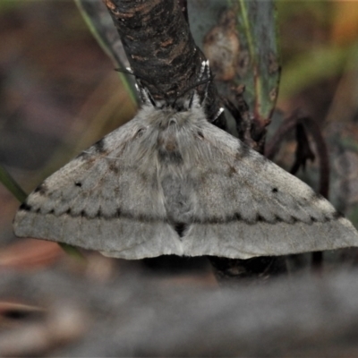 Chenuala heliaspis (Rose Anthelid) at Tennent, ACT - 11 Apr 2022 by JohnBundock