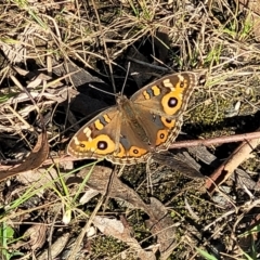 Junonia villida (Meadow Argus) at Bruce Ridge to Gossan Hill - 13 Apr 2022 by trevorpreston