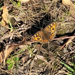 Junonia villida at Bruce, ACT - 13 Apr 2022