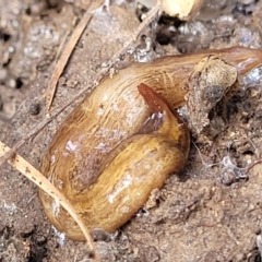 Lenkunya virgata (Brown-streaked planarian) at Flea Bog Flat, Bruce - 13 Apr 2022 by trevorpreston