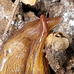 Lenkunya virgata at Aranda, ACT - 13 Apr 2022 03:47 PM