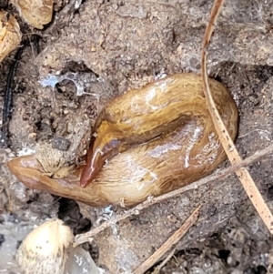 Lenkunya virgata at Aranda, ACT - 13 Apr 2022 03:47 PM