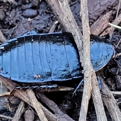 Unidentified Cockroach (Blattodea, several families) (TBC) at Bruce, ACT - 13 Apr 2022 by trevorpreston