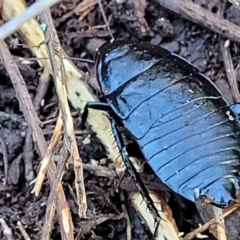 Platyzosteria melanaria at Bruce, ACT - 13 Apr 2022