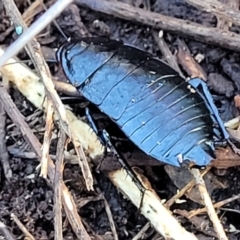 Platyzosteria melanaria at Bruce, ACT - 13 Apr 2022