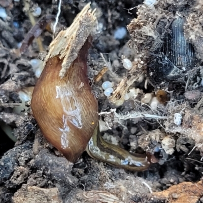 Lenkunya virgata (Brown-streaked planarian) at Flea Bog Flat, Bruce - 13 Apr 2022 by trevorpreston