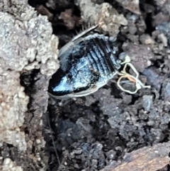Melanozosteria dookiensis (Dookie woodland cockroach) at Flea Bog Flat, Bruce - 13 Apr 2022 by trevorpreston