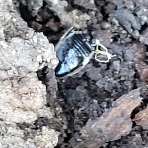 Melanozosteria dookiensis at Bruce, ACT - 13 Apr 2022