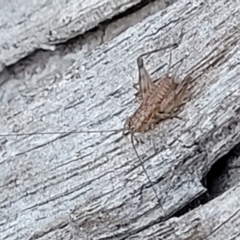 Unidentified Cricket (Orthoptera, several families) at Flea Bog Flat, Bruce - 13 Apr 2022 by trevorpreston
