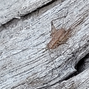 Gryllidae (family) at Bruce, ACT - 13 Apr 2022 04:07 PM