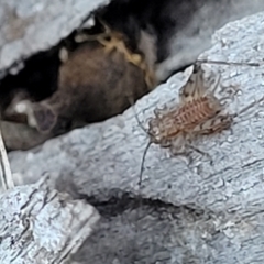 Gryllidae (family) at Bruce, ACT - 13 Apr 2022 04:07 PM