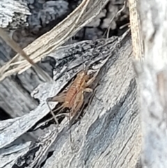 Gryllidae (family) at Bruce, ACT - 13 Apr 2022 04:07 PM