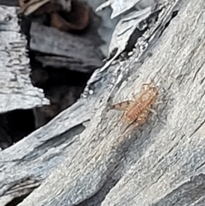 Gryllidae (family) at Bruce, ACT - 13 Apr 2022 04:07 PM