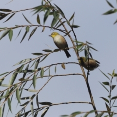 Zosterops lateralis (Silvereye) at Wingecarribee Local Government Area - 9 Apr 2022 by PDL08