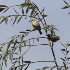 Zosterops lateralis (Silvereye) at Penrose, NSW - 9 Apr 2022 by PDL08