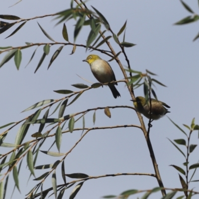 Zosterops lateralis (Silvereye) at Penrose, NSW - 9 Apr 2022 by PDL08