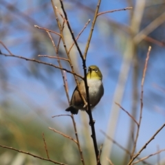 Zosterops lateralis at Penrose, NSW - 10 Apr 2022 09:29 AM