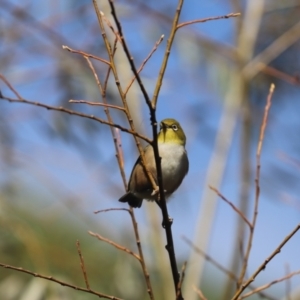 Zosterops lateralis at Penrose, NSW - 10 Apr 2022