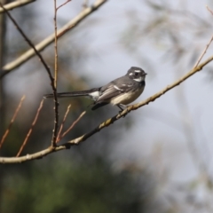 Rhipidura albiscapa (Grey Fantail) at Penrose - 9 Apr 2022 by PDL08