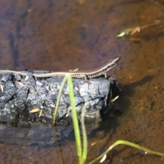 Eulamprus quoyii (Eastern Water Skink) at Morton National Park - 11 Apr 2022 by PDL08