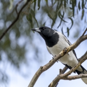 Cracticus nigrogularis at Bellmount Forest, NSW - 12 Apr 2022