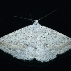 Taxeotis stereospila (Oval-spot Taxeotis (Oenochrominae) at Ainslie, ACT - 11 Apr 2022 by jb2602