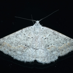 Taxeotis stereospila (Taxeotis stereospila) at Ainslie, ACT - 11 Apr 2022 by jb2602