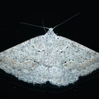 Taxeotis stereospila (Oval-spot Taxeotis (Oenochrominae) at Ainslie, ACT - 11 Apr 2022 by jb2602