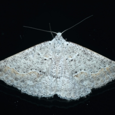 Taxeotis stereospila (Oval-spot Taxeotis (Oenochrominae)) at Ainslie, ACT - 11 Apr 2022 by jb2602