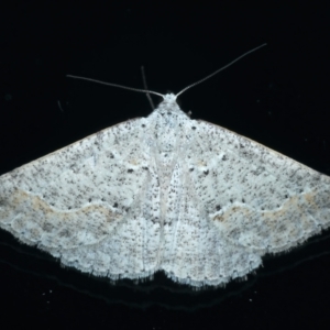 Taxeotis stereospila at Ainslie, ACT - 11 Apr 2022